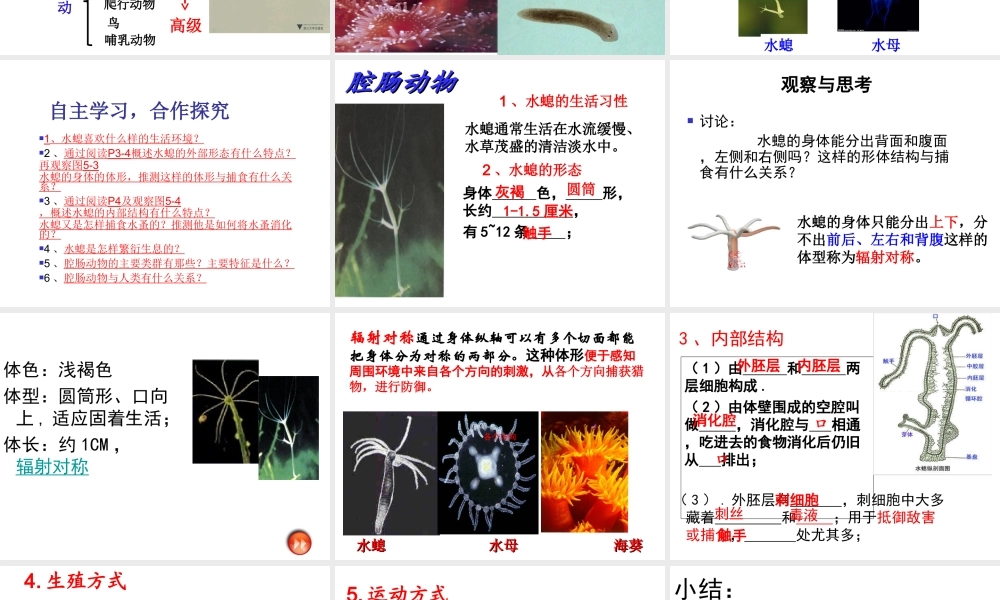 八年级生物上册 第五单元 第一章 第一节 腔肠动物和扁形动物课件 （新版）新人教版-（新版）新人教版初中八年级上册生物课件
