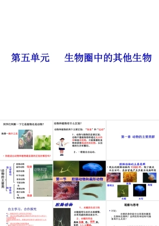 八年级生物上册 第五单元 第一章 第一节 腔肠动物和扁形动物课件 （新版）新人教版-（新版）新人教版初中八年级上册生物课件