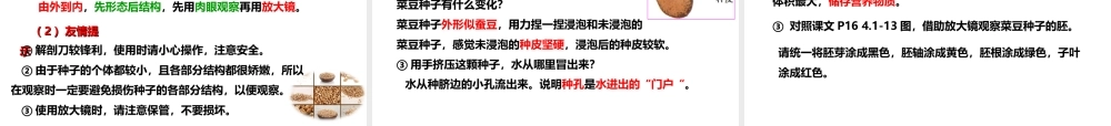 八年级生物上册 第一章 第三节《果实和种子的形成》课件 （新版）济南版-（新版）济南级上册生物课件