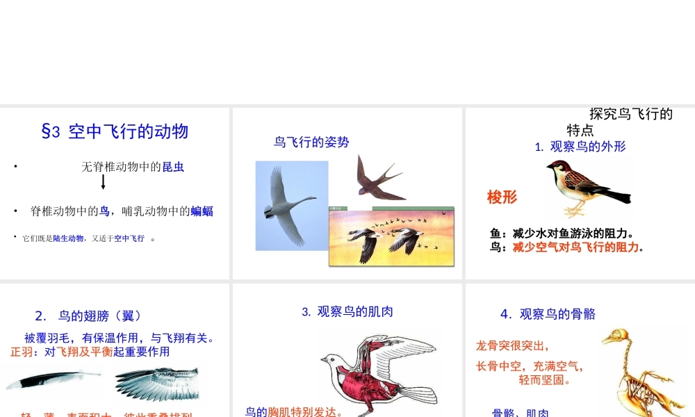 八年级生物上册 第一章 第三节《空中飞行的动物》课件 新人教版