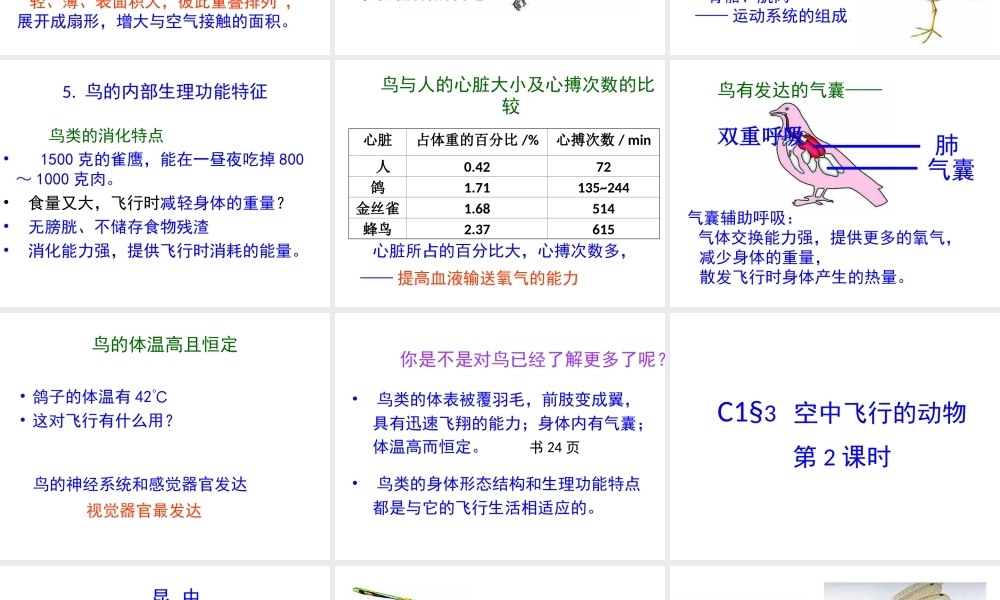 八年级生物上册 第一章 第三节《空中飞行的动物》课件 新人教版