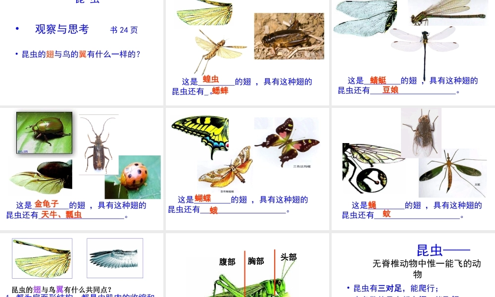 八年级生物上册 第一章 第三节《空中飞行的动物》课件 新人教版