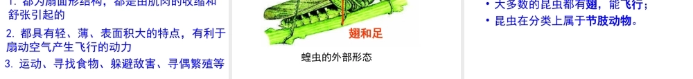八年级生物上册 第一章 第三节《空中飞行的动物》课件 新人教版