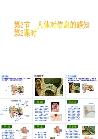 八年级生物上册 第6单元 第16章 第2节 人体对信息的感知课件2 （新版）苏科版-（新版）苏科级上册生物课件