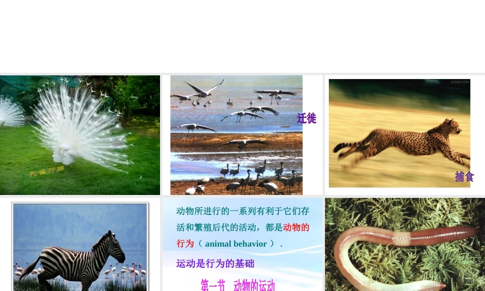 八年级生物上册 第五单元 生物圈中的其他生物 第一节 动物的运动精品课件 人教新课标版