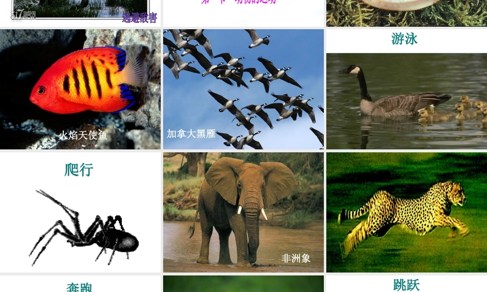 八年级生物上册 第五单元 生物圈中的其他生物 第一节 动物的运动精品课件 人教新课标版