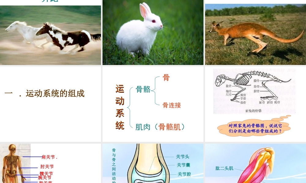 八年级生物上册 第五单元 生物圈中的其他生物 第一节 动物的运动精品课件 人教新课标版