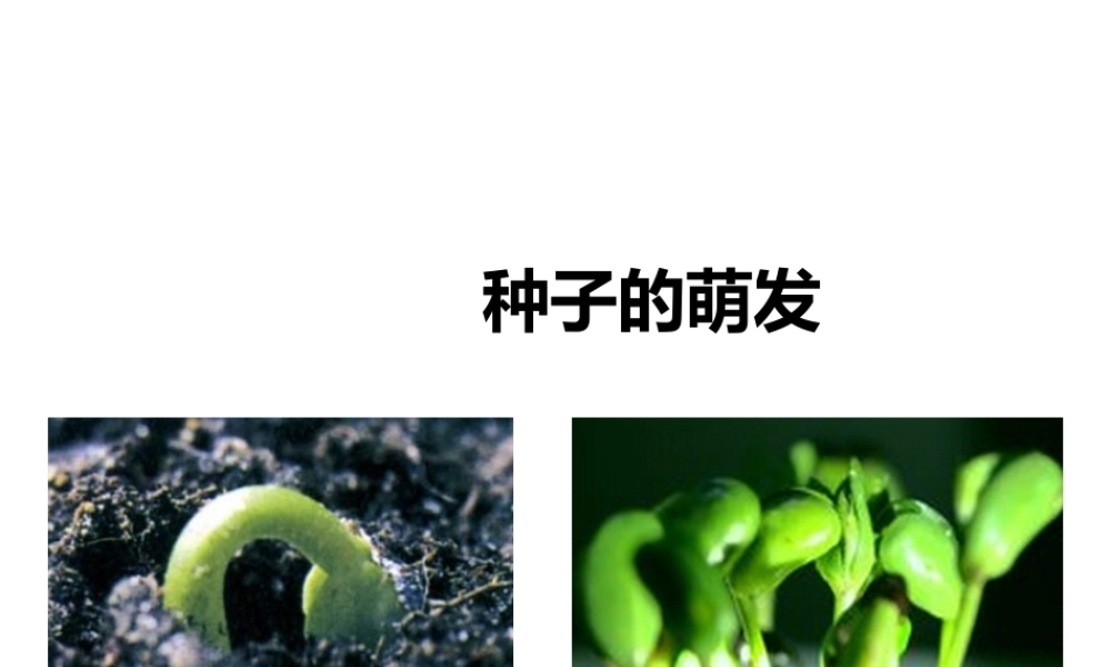 八年级生物上册 第一章 第四节《种子的萌发》课件 （新版）济南版