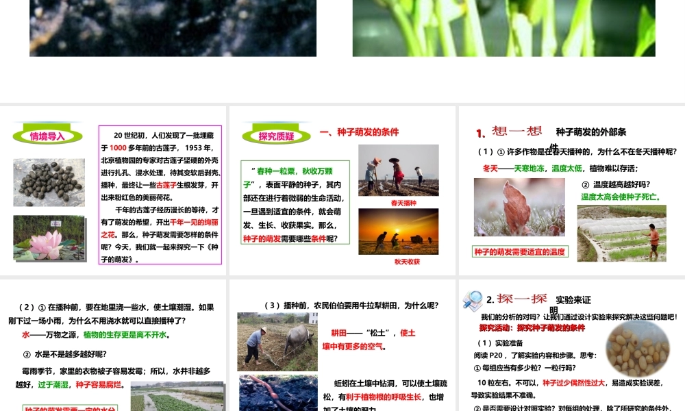 八年级生物上册 第一章 第四节《种子的萌发》课件 （新版）济南版