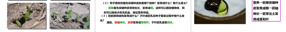 八年级生物上册 第一章 第四节《种子的萌发》课件 （新版）济南版