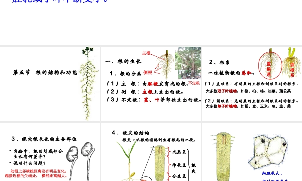 八年级生物上册 第一章 第五节 根的结构和功能课件 济南版