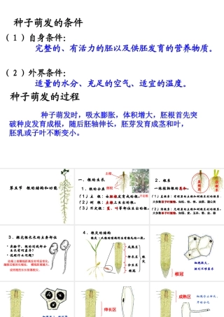 八年级生物上册 第一章 第五节 根的结构和功能课件 济南版