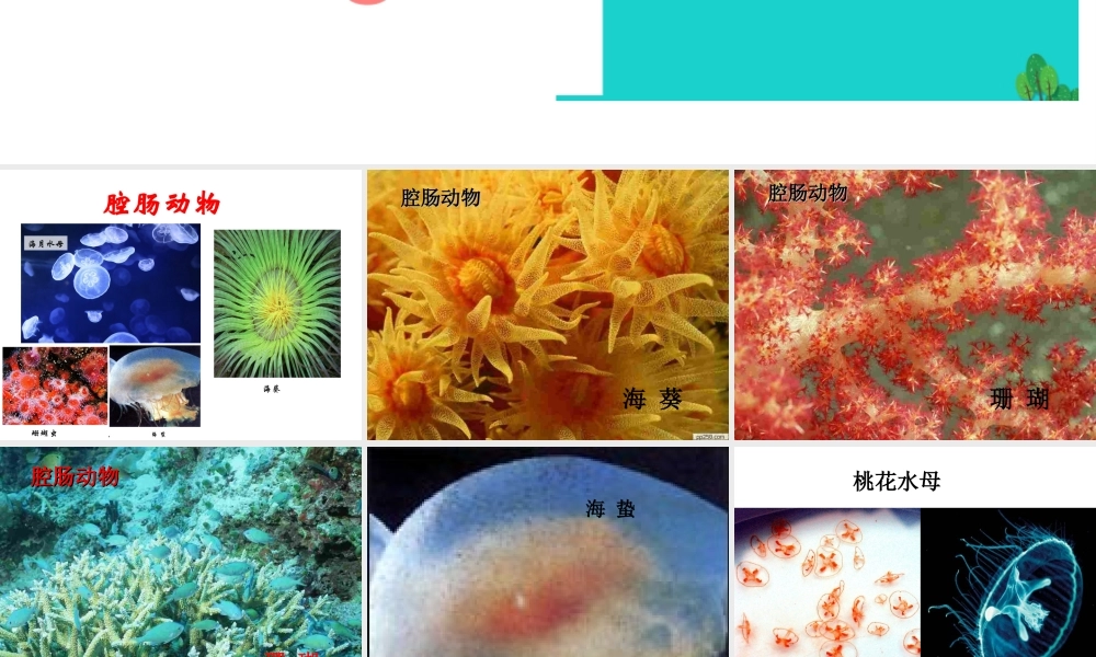 八年级生物上册 第五单元 第一章 第一节 腔肠动物和扁形动物课件1 （新版）新人教版-（新版）新人教版初中八年级上册生物课件