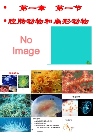 八年级生物上册 第五单元 第一章 第一节 腔肠动物和扁形动物课件1 （新版）新人教版-（新版）新人教版初中八年级上册生物课件