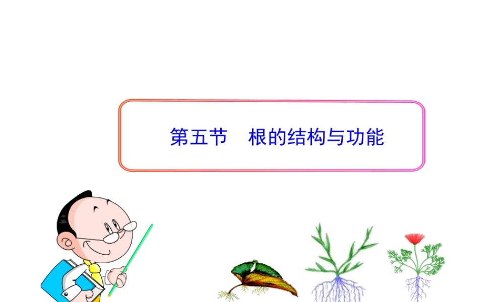 八年级生物上册 第一章 第五节 根的结构与功能课件 济南版