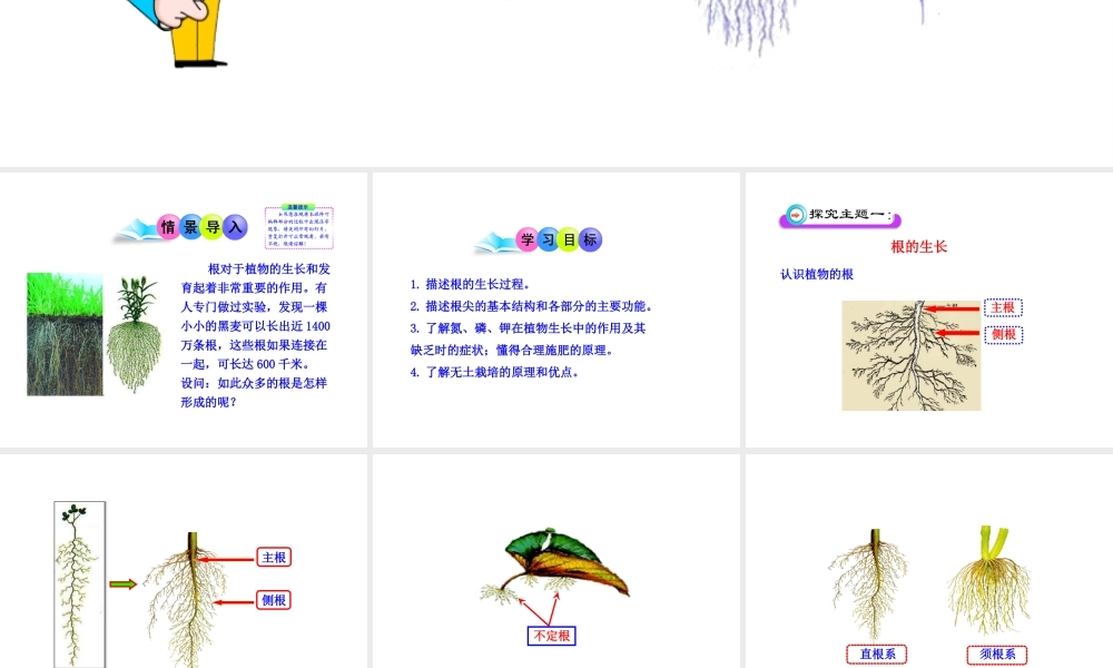 八年级生物上册 第一章 第五节 根的结构与功能课件 济南版