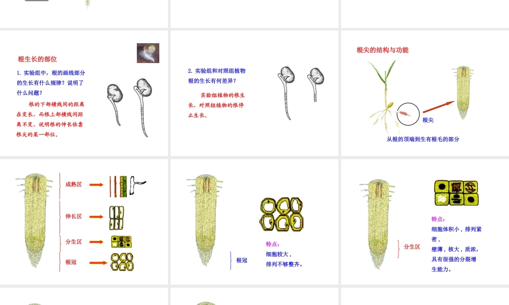 八年级生物上册 第一章 第五节 根的结构与功能课件 济南版