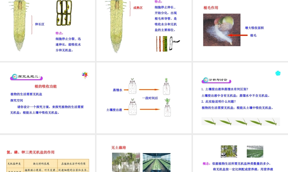 八年级生物上册 第一章 第五节 根的结构与功能课件 济南版
