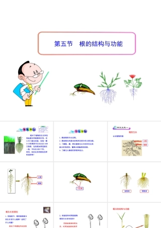 八年级生物上册 第一章 第五节 根的结构与功能课件 济南版