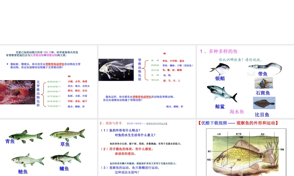 八年级生物上册 第五单元 第一章 动物的主要类群 第四节 鱼课件 （新版）新人教版