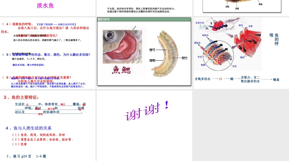 八年级生物上册 第五单元 第一章 动物的主要类群 第四节 鱼课件 （新版）新人教版