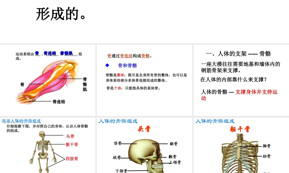 八年级生物上册 第6单元 第17章 第1节 人体的运动课件2 （新版）苏科版-（新版）苏科级上册生物课件