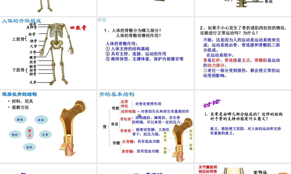 八年级生物上册 第6单元 第17章 第1节 人体的运动课件2 （新版）苏科版-（新版）苏科级上册生物课件