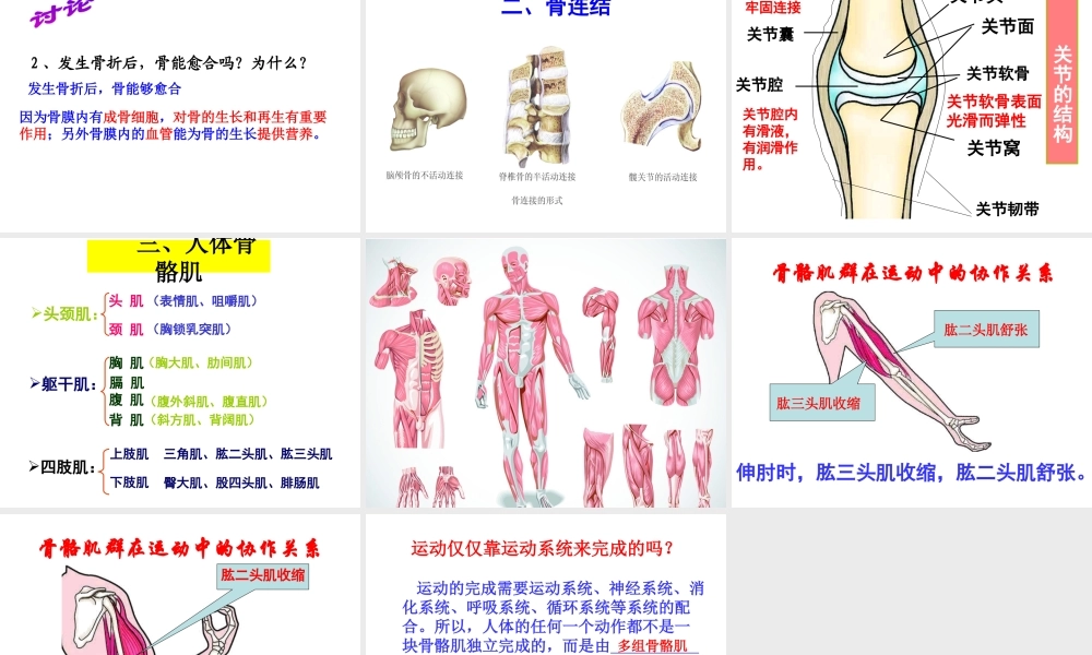 八年级生物上册 第6单元 第17章 第1节 人体的运动课件2 （新版）苏科版-（新版）苏科级上册生物课件