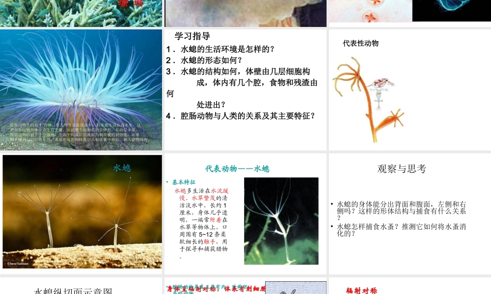 八年级生物上册 第五单元 第一章 第一节 腔肠动物和扁形动物课件1 （新版）新人教版-（新版）新人教级上册生物课件