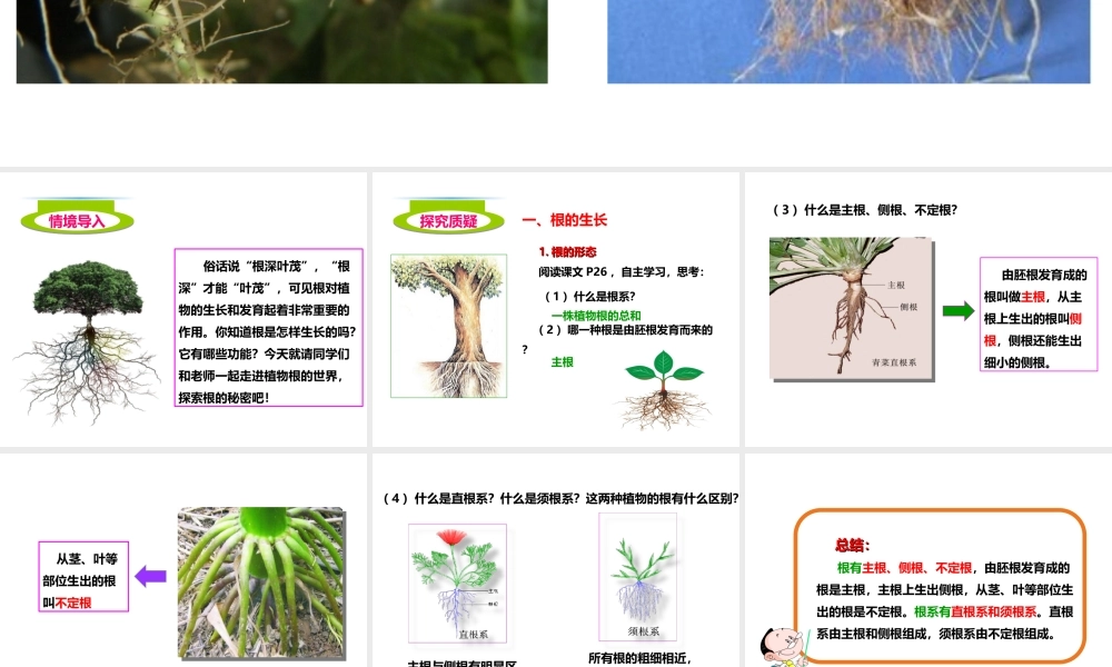 八年级生物上册 第一章 第五节《根的结构与功能》课件 （新版）济南版-（新版）济南版初中八年级上册生物课件