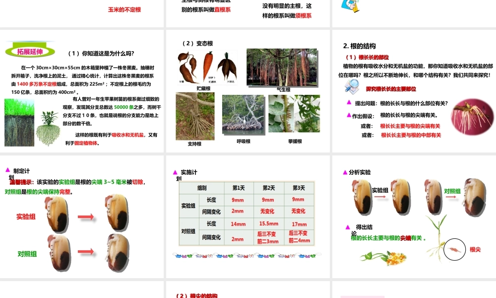 八年级生物上册 第一章 第五节《根的结构与功能》课件 （新版）济南版-（新版）济南版初中八年级上册生物课件