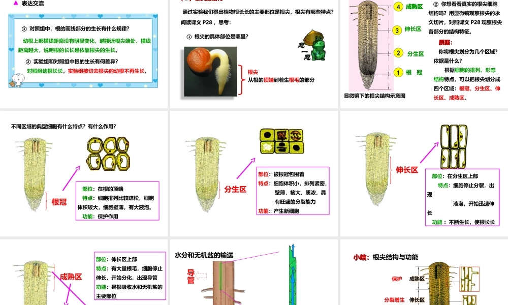 八年级生物上册 第一章 第五节《根的结构与功能》课件 （新版）济南版-（新版）济南版初中八年级上册生物课件