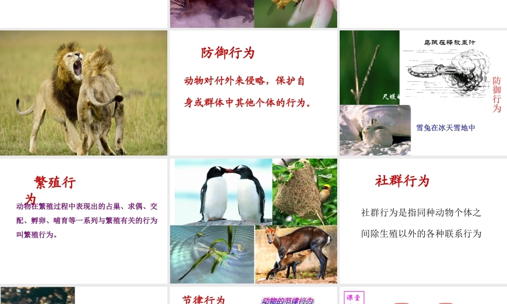 八年级生物上册 第6单元 第17章 第2节 动物的行为课件1 （新版）苏科版-（新版）苏科版初中八年级上册生物课件