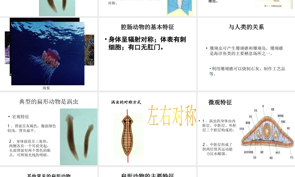 八年级生物上册 第五单元 第一章 第一节 腔肠动物和扁形动物课件1 （新版）新人教版