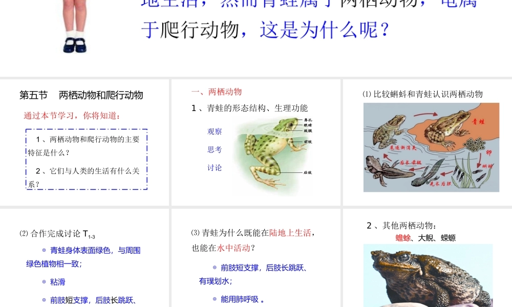 八年级生物上册 第五单元 第一章 动物的主要类群 第五节 两栖动物和爬行动物课件2 （新版）新人教版
