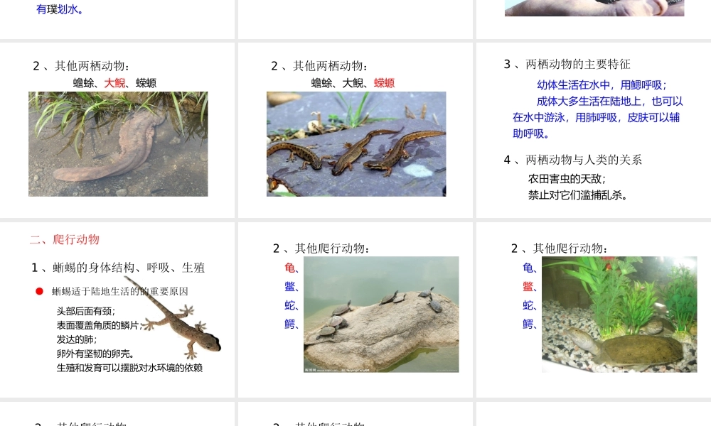 八年级生物上册 第五单元 第一章 动物的主要类群 第五节 两栖动物和爬行动物课件2 （新版）新人教版