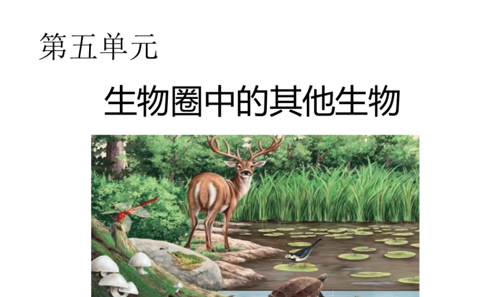 八年级生物上册 第五单元 第一章 动物的主要类群 第一节 腔肠动物和扁形动物课件 （新版）新人教版