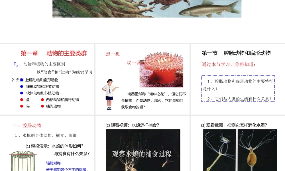 八年级生物上册 第五单元 第一章 动物的主要类群 第一节 腔肠动物和扁形动物课件 （新版）新人教版