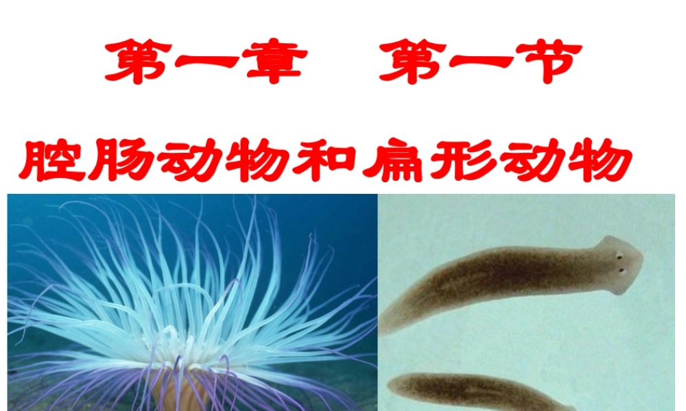 八年级生物上册 第五单元 第一章 第一节 腔肠动物和扁形动物课件2 （新版）新人教版-（新版）新人教版初中八年级上册生物课件