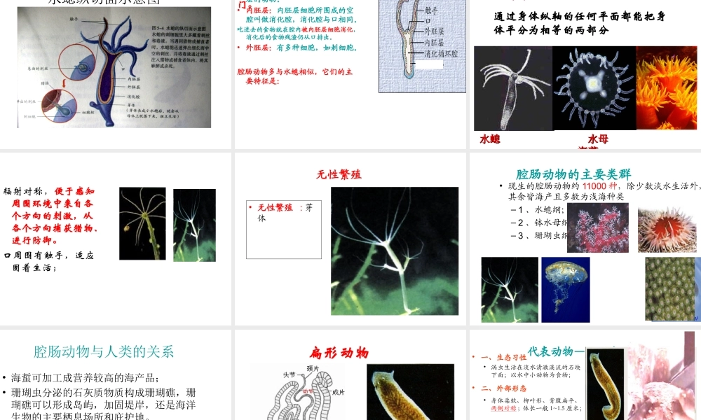 八年级生物上册 第五单元 第一章 第一节 腔肠动物和扁形动物课件2 （新版）新人教版-（新版）新人教版初中八年级上册生物课件