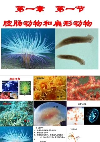 八年级生物上册 第五单元 第一章 第一节 腔肠动物和扁形动物课件2 （新版）新人教版-（新版）新人教版初中八年级上册生物课件