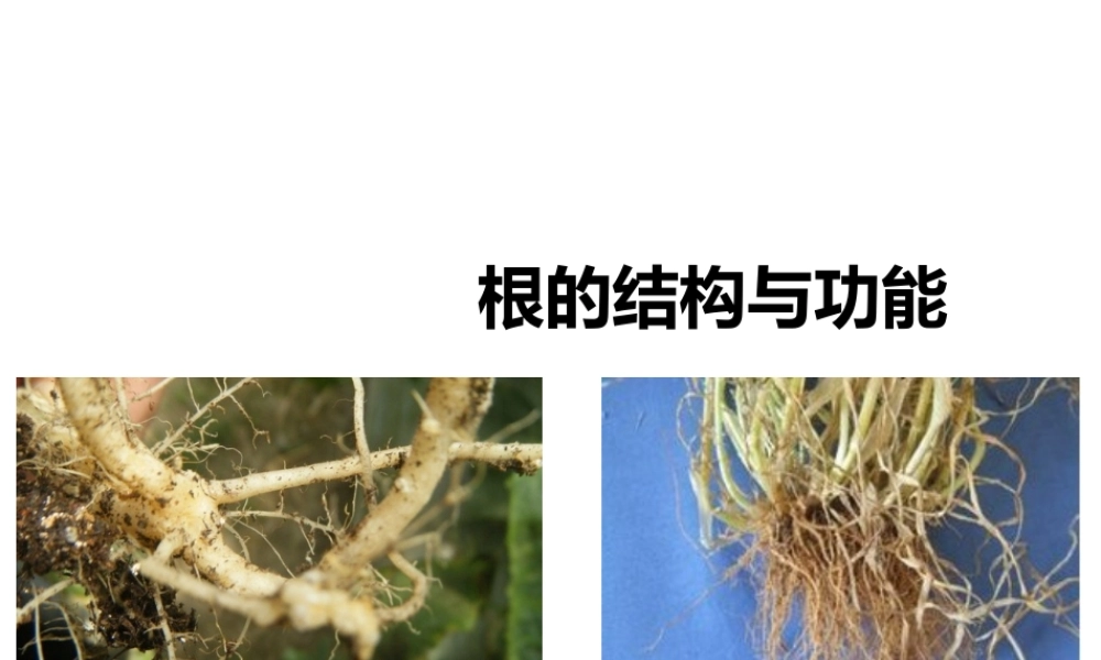 八年级生物上册 第一章 第五节《根的结构与功能》课件 （新版）济南版-（新版）济南级上册生物课件