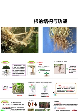 八年级生物上册 第一章 第五节《根的结构与功能》课件 （新版）济南版-（新版）济南级上册生物课件