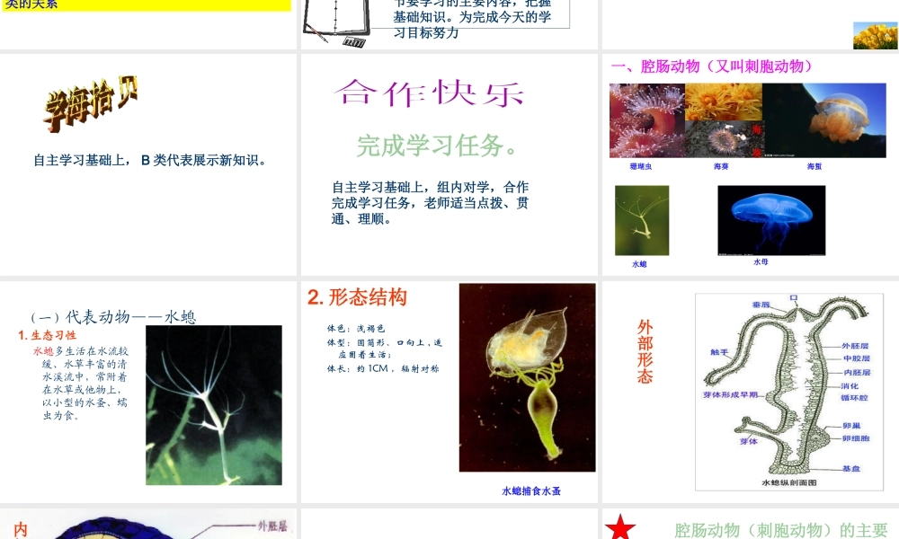 八年级生物上册 第五单元 第一章 动物的主要类群 第一节.腔肠动物和扁形动物课件 （新版）新人教版