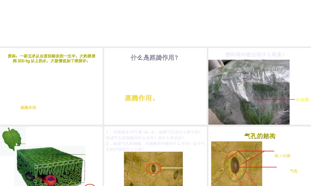 八年级生物上册 第6单元 第18章 第1节 绿色植物与生物圈的水循环课件1 （新版）苏科版-（新版）苏科级上册生物课件