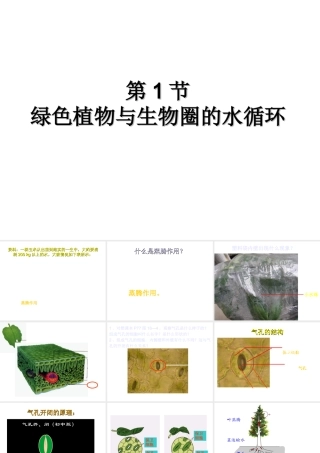 八年级生物上册 第6单元 第18章 第1节 绿色植物与生物圈的水循环课件1 （新版）苏科版-（新版）苏科级上册生物课件