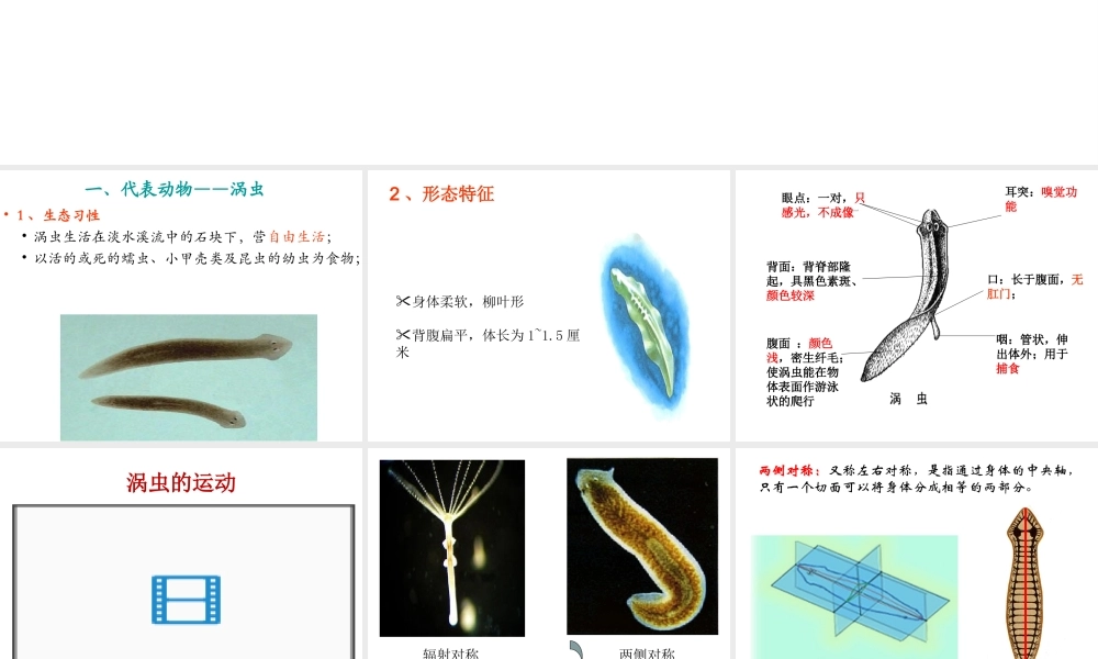 八年级生物上册 第一章 第一节 扁形动物课件 （新版）新人教版