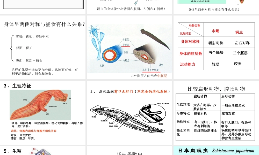 八年级生物上册 第一章 第一节 扁形动物课件 （新版）新人教版