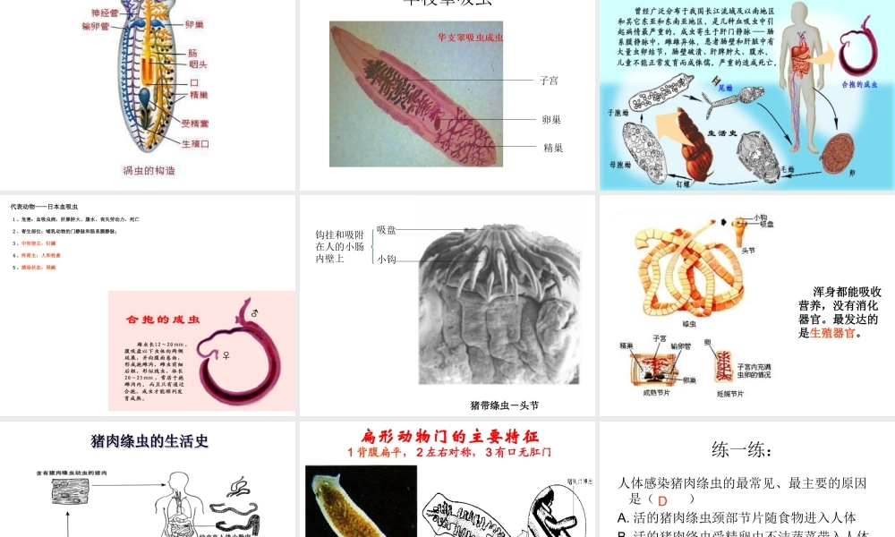 八年级生物上册 第一章 第一节 扁形动物课件 （新版）新人教版