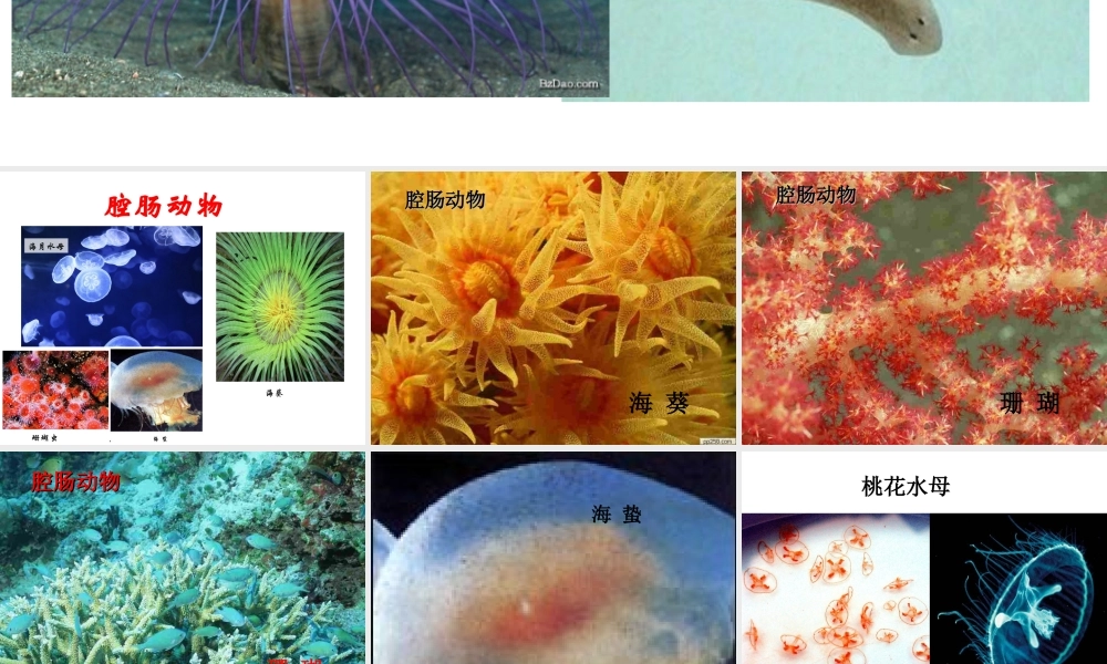 八年级生物上册 第五单元 第一章 第一节 腔肠动物和扁形动物课件2 （新版）新人教版-（新版）新人教级上册生物课件